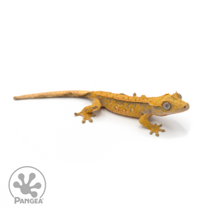 Juvenile Extreme Harlequin Crested Gecko Cr-1202 looking right