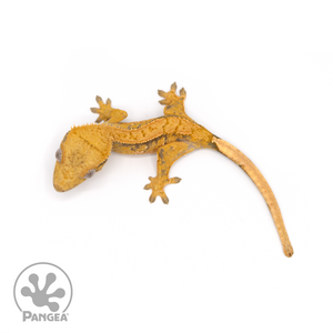 Juvenile Extreme Harlequin Crested Gecko Cr-1202 from above