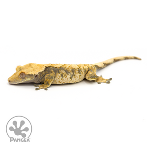 Male High White Extreme Harlequin Crested Gecko Cr-1203 looking left