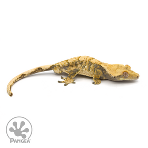 Male High White Extreme Harlequin Crested Gecko Cr-1203 looking right