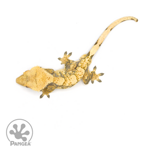 Male High White Extreme Harlequin Crested Gecko Cr-1203 from above