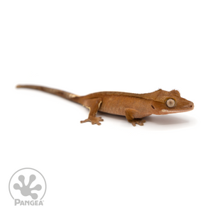 Juvenile Red Phantom Crested Gecko Cr-1204 looking Right