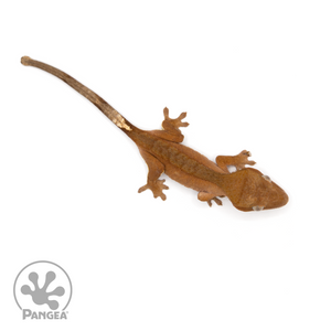 Juvenile Red Phantom Crested Gecko Cr-1204 From above