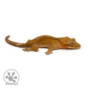 Female Red Harlequin Crested Gecko Cr-1205 looking right 