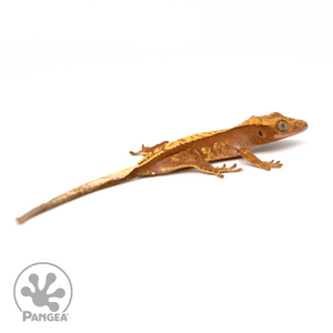 Juvenile Red Harlequin Crested Gecko Cr-1206 looking right