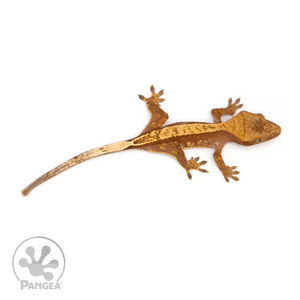 Juvenile Red Harlequin Crested Gecko Cr-1206 from above 