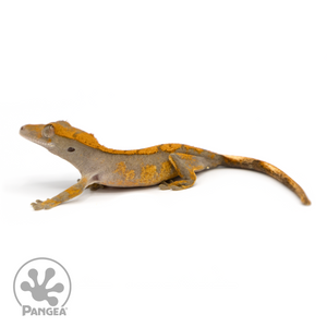 Juvenile Halloween Crested Gecko Cr-1207 looking left