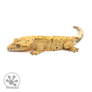 Male Dalmatian Crested Gecko Cr-1209 looking left