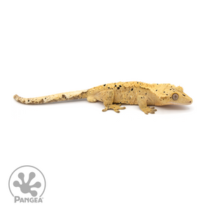Male Dalmatian Crested Gecko Cr-1209 looking right