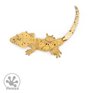 Male Dalmatian Crested Gecko Cr-1209 from above