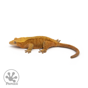 Female Red Tiger Crested Gecko Cr-1210 looking left