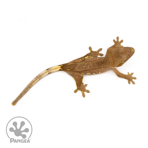 Juvenile Reversed Pinstripe Crested Gecko Cr-1213