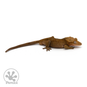Male Red Phantom Crested Gecko Cr-1215 looking right