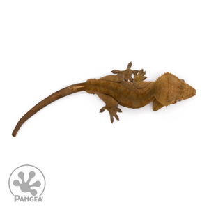 Male Red Phantom Crested Gecko Cr-1215 from above