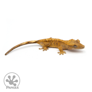 Juvenile Red Harlequin Crested Gecko Cr-1216 looking right