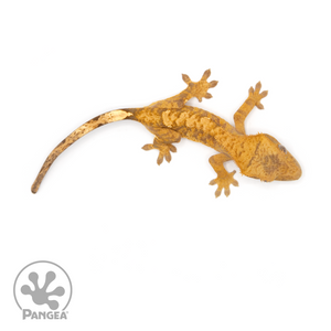Juvenile Red Harlequin Crested Gecko Cr-1216 from above