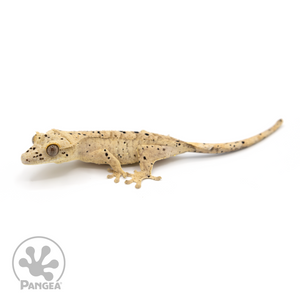 Juvenile  Dalmatian Crested Gecko Cr-1217 looking left