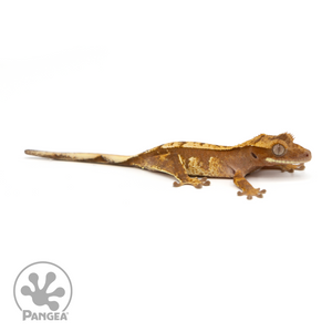 Juvenile Red Harlequin Crested Gecko Cr-1218 looking right