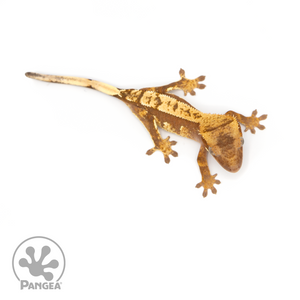 Juvenile Red Harlequin Crested Gecko Cr-1218 From above