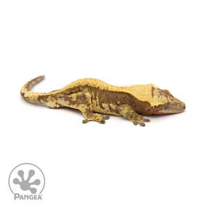 Male Red Harlequin Crested Gecko Cr-1220 looking right 
