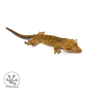 Male Orange Tiger Crested Gecko Cr-1221 looking right 