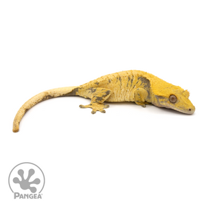 Female XXX Crested Gecko Cr-1223 looking right