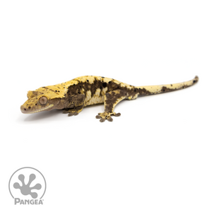 Male Extreme Harlequin x Dalmatian Crested Gecko Cr-1224 looking left