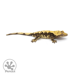 Male Extreme Harlequin x Dalmatian Crested Gecko Cr-1224 looking right