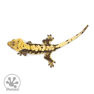 Male Extreme Harlequin x Dalmatian Crested Gecko Cr-1224 from above