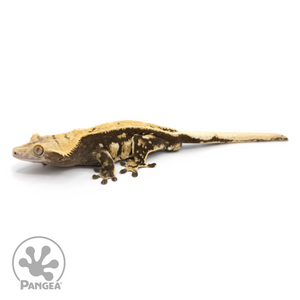 Male Pinstripe Crested Gecko Cr-1225