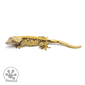 Male XXX Crested Gecko Cr-1226 looking left