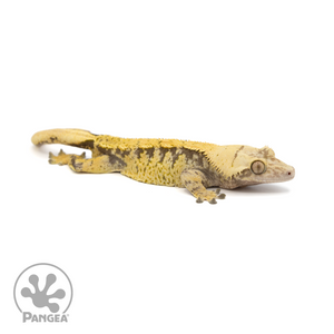 Male XXX Crested Gecko Cr-1226 looking right