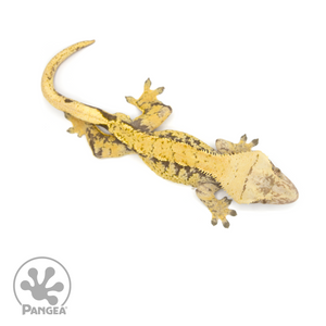 Male XXX Crested Gecko Cr-1226 from above