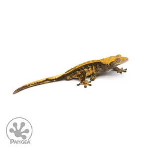 Male Halloween Crested Gecko Cr-1227 looking right