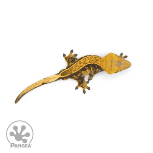 Male Halloween Crested Gecko Cr-1227 from above