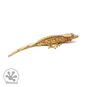 Male Red Pinstripe Crested Gecko Cr-1228 looking right