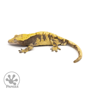 Male XXX Crested Gecko Cr-1229 looking left 
