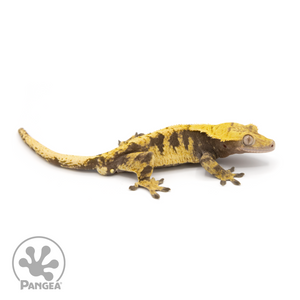 Male XXX Crested Gecko Cr-1229 looking right 