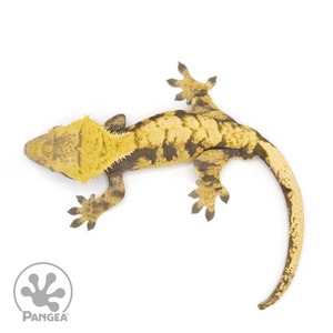 Male XXX Crested Gecko Cr-1229 from above