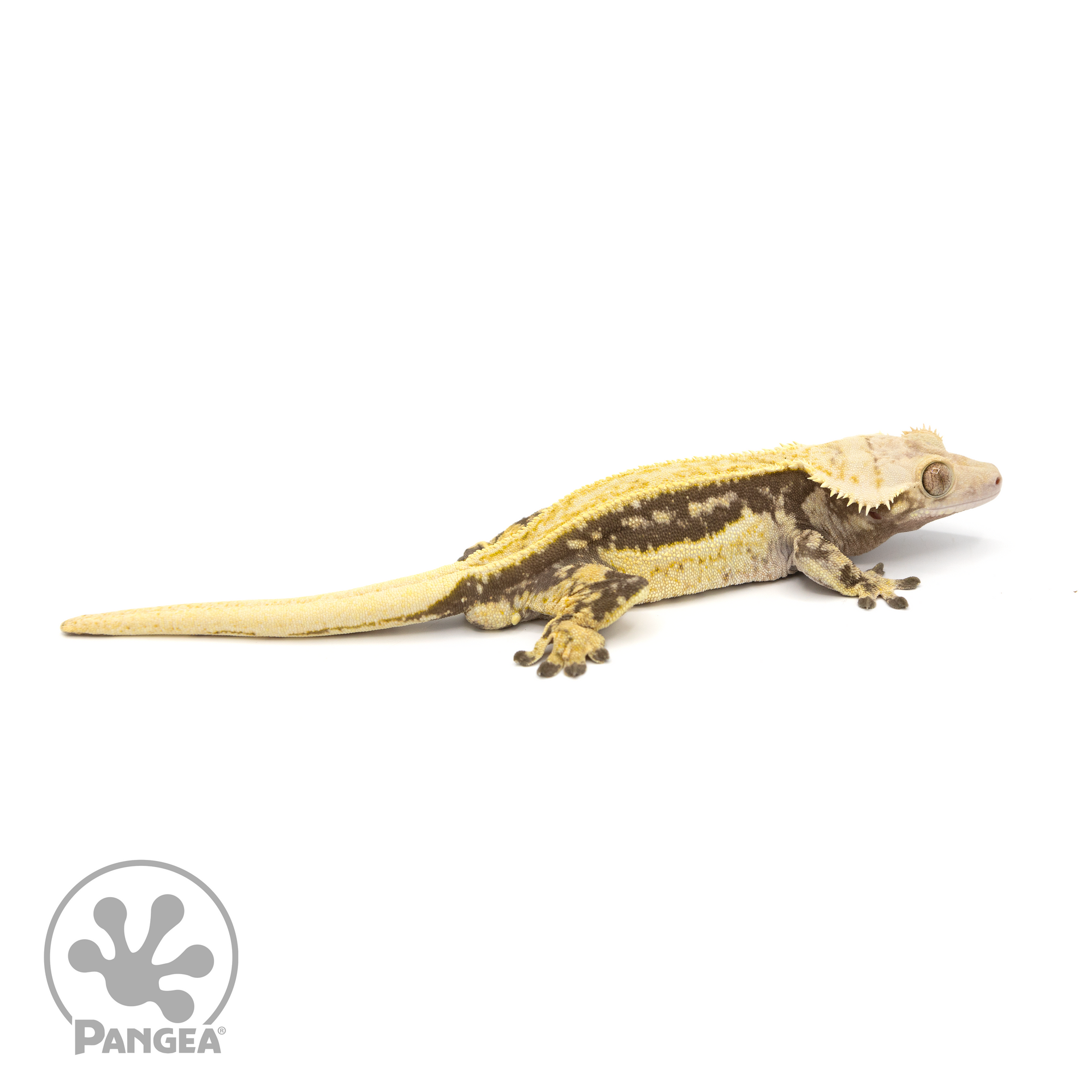 Male Quadstripe Crested Gecko Cr-1230 looking right