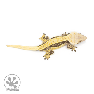 Male Quadstripe Crested Gecko Cr-1230 from above 