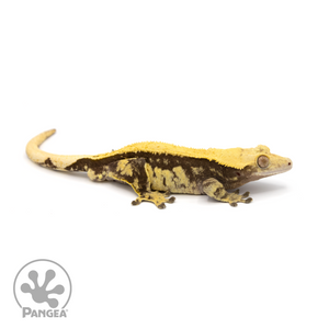 Male Pinstripe Crested Gecko Cr-1231 looking right