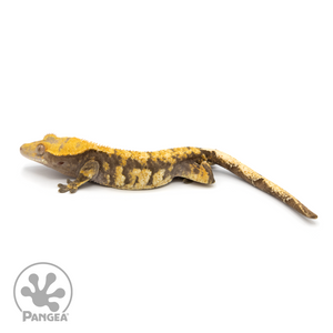 Male XXX Tricolor Crested Gecko Cr-1232 looking left