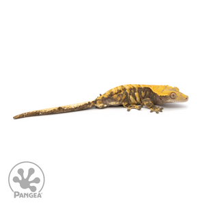 Male XXX Tricolor Crested Gecko Cr-1232 looking right