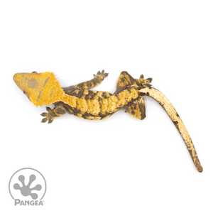 Male XXX Tricolor Crested Gecko Cr-1232 from above