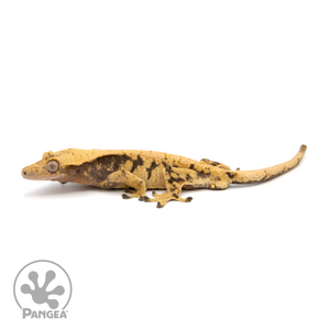Male XXX Crested Gecko Cr-1233 looking left