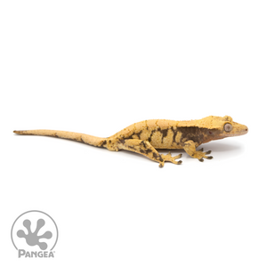 Male XXX Crested Gecko Cr-1233 looking right