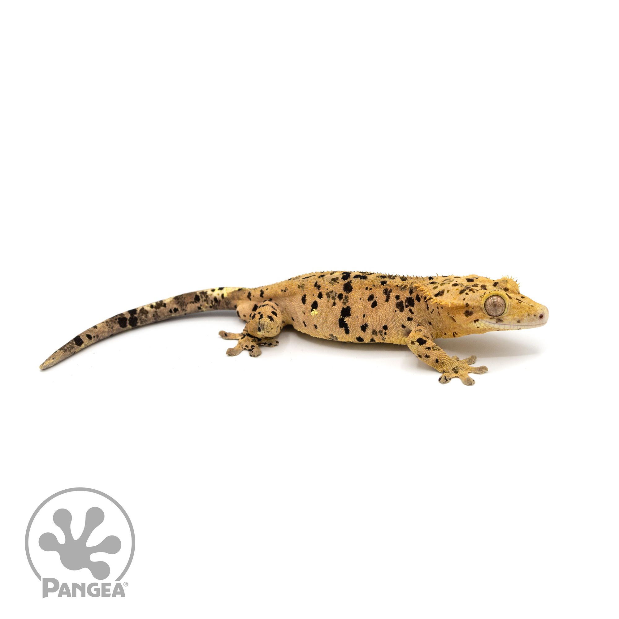 XXX Crested Gecko Cr-1233 Male Weight: 33.5 grams looking right