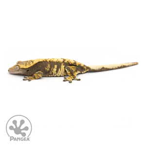 Female Extreme Harlequin Crested Gecko Cr-1235 looking left 
