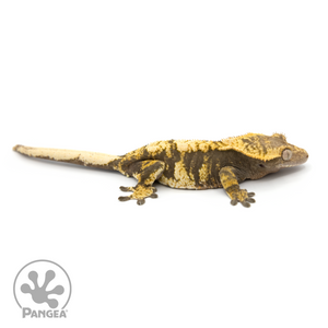 Female Extreme Harlequin Crested Gecko Cr-1235 looking right